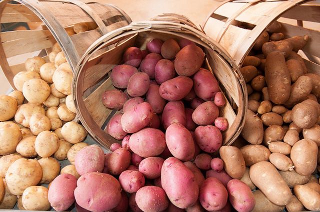 Зауральцы смогут бесплатно получить семенной картофель.